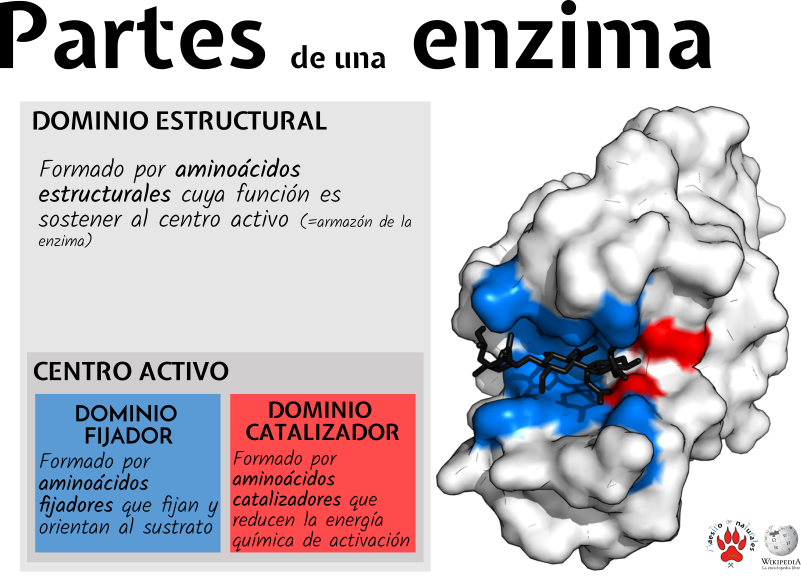 Tema 9.4 Enzimas